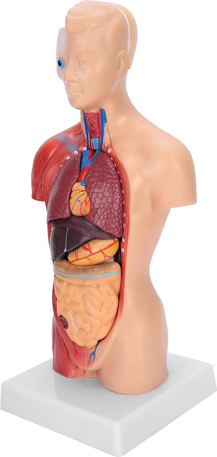 28cm Human Torso Model Anatomical Assembly