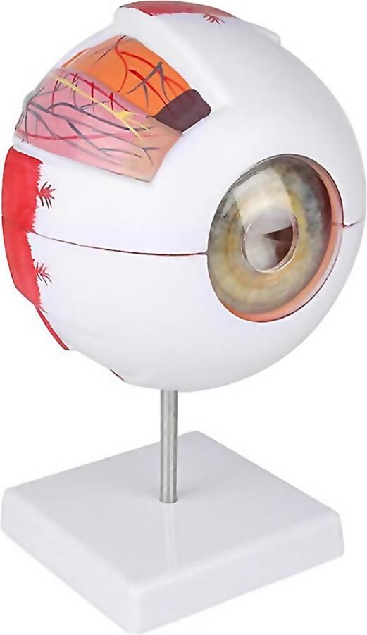 Anatomical Eye Model with Eyelid, Disassemblable