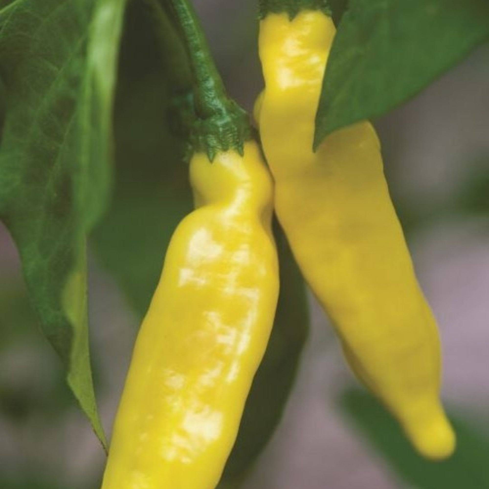 Hot Lemon