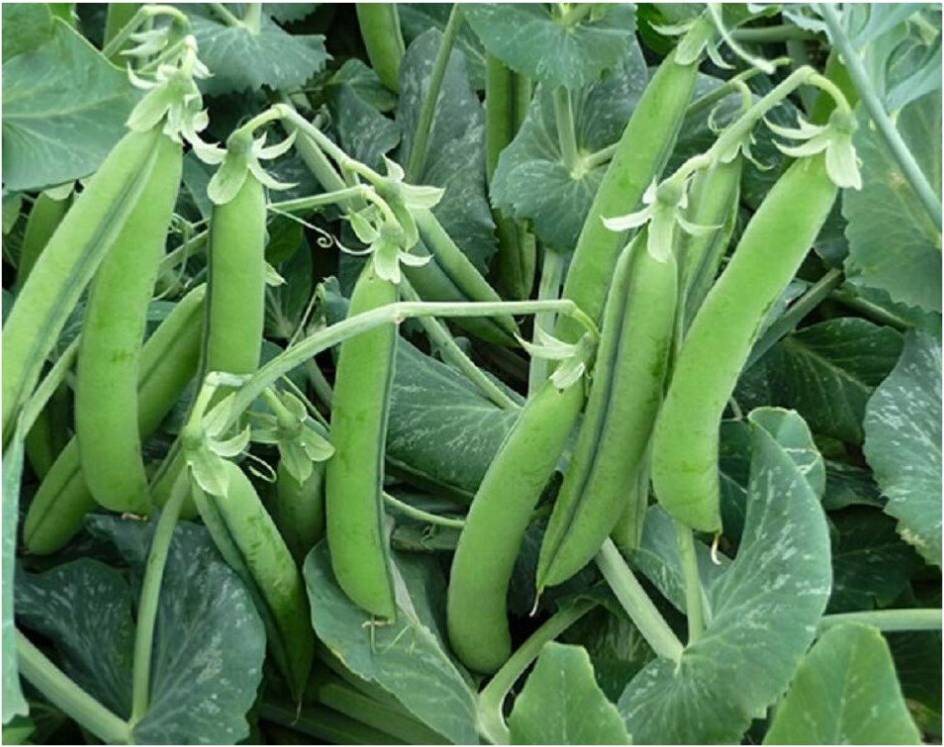 Premier Seeds Direct Pea Rondo 150 Seeds