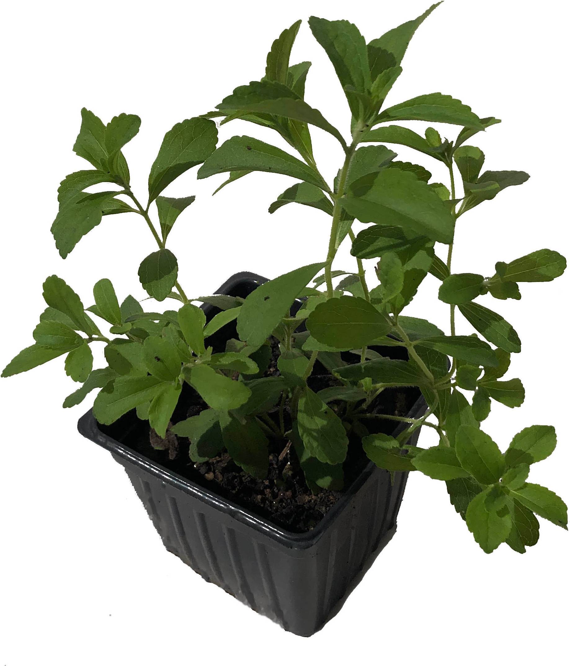 Stevia Etsy Organic Stevia Plant 2.5 Inch Pot