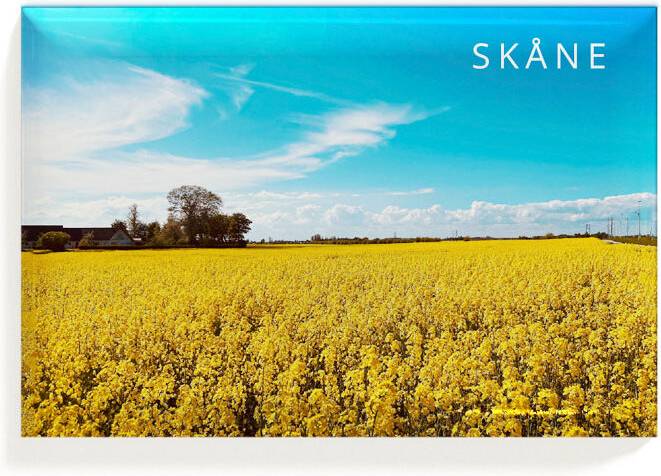 Magnet Skåne Rapsfält