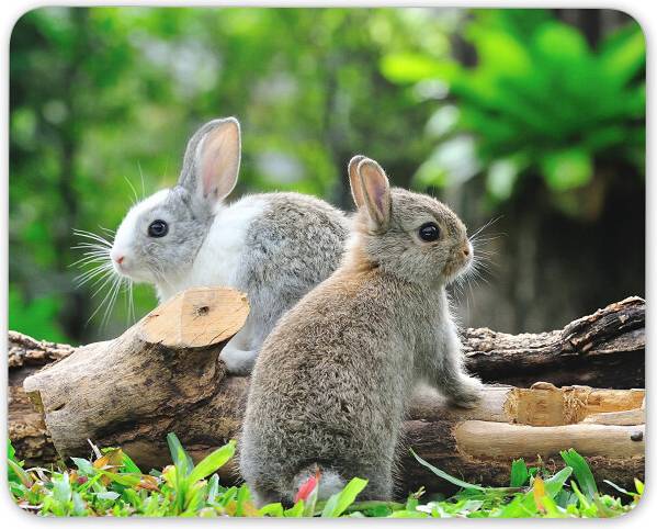 Destination Vinyl Cute Bunny Rabbits Mouse Mat Pad