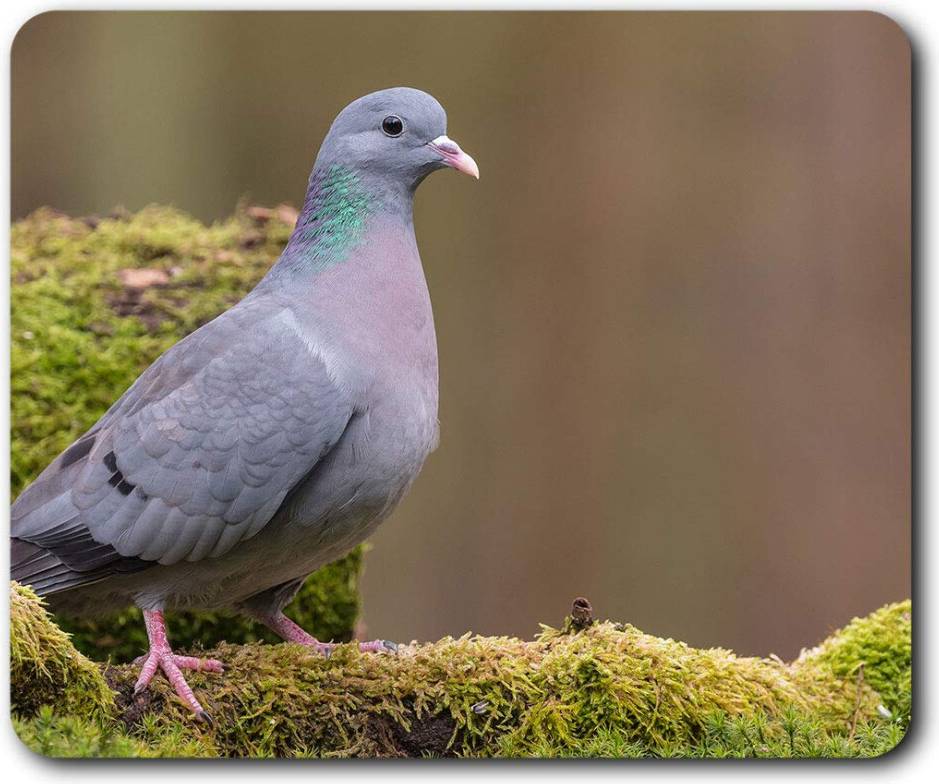 Stock Dove Pigeon Bird Racing Mouse Mat