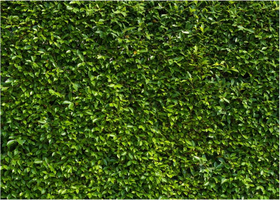 Greenery Backdrop Photo Studio Matte