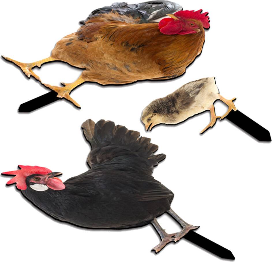 Yard Rooster Stake Decor Set
