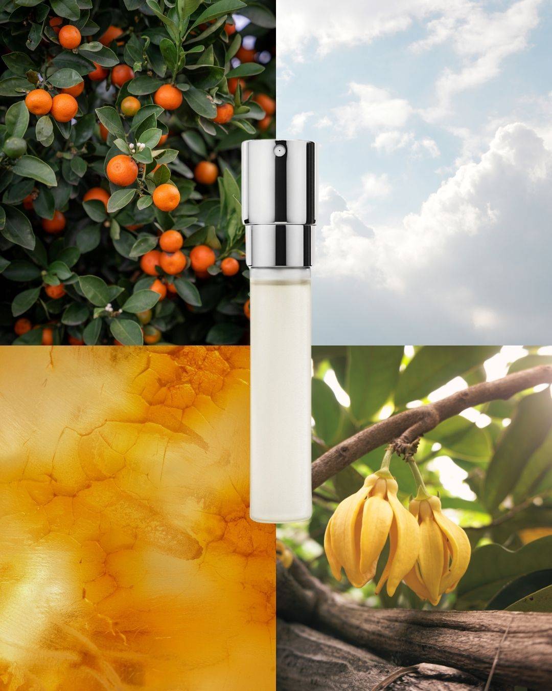 Office EdP