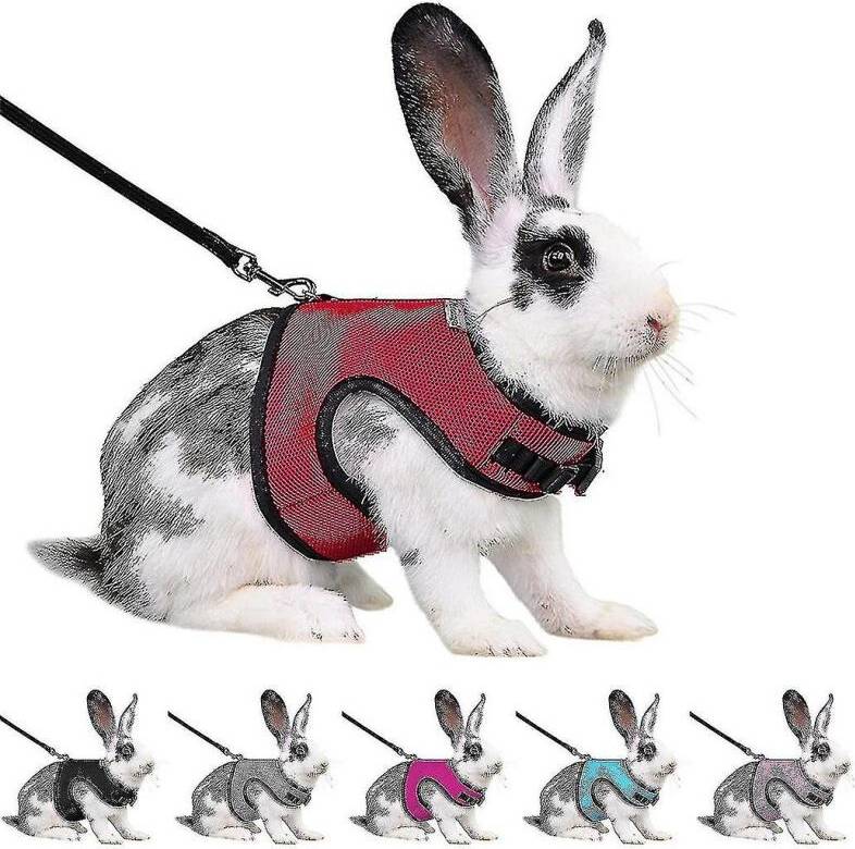 Rabbit Harness Set - Red