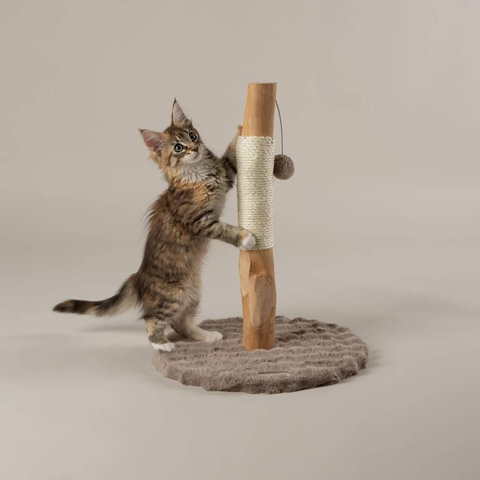 Scruffs My First Cat Scratching Tree