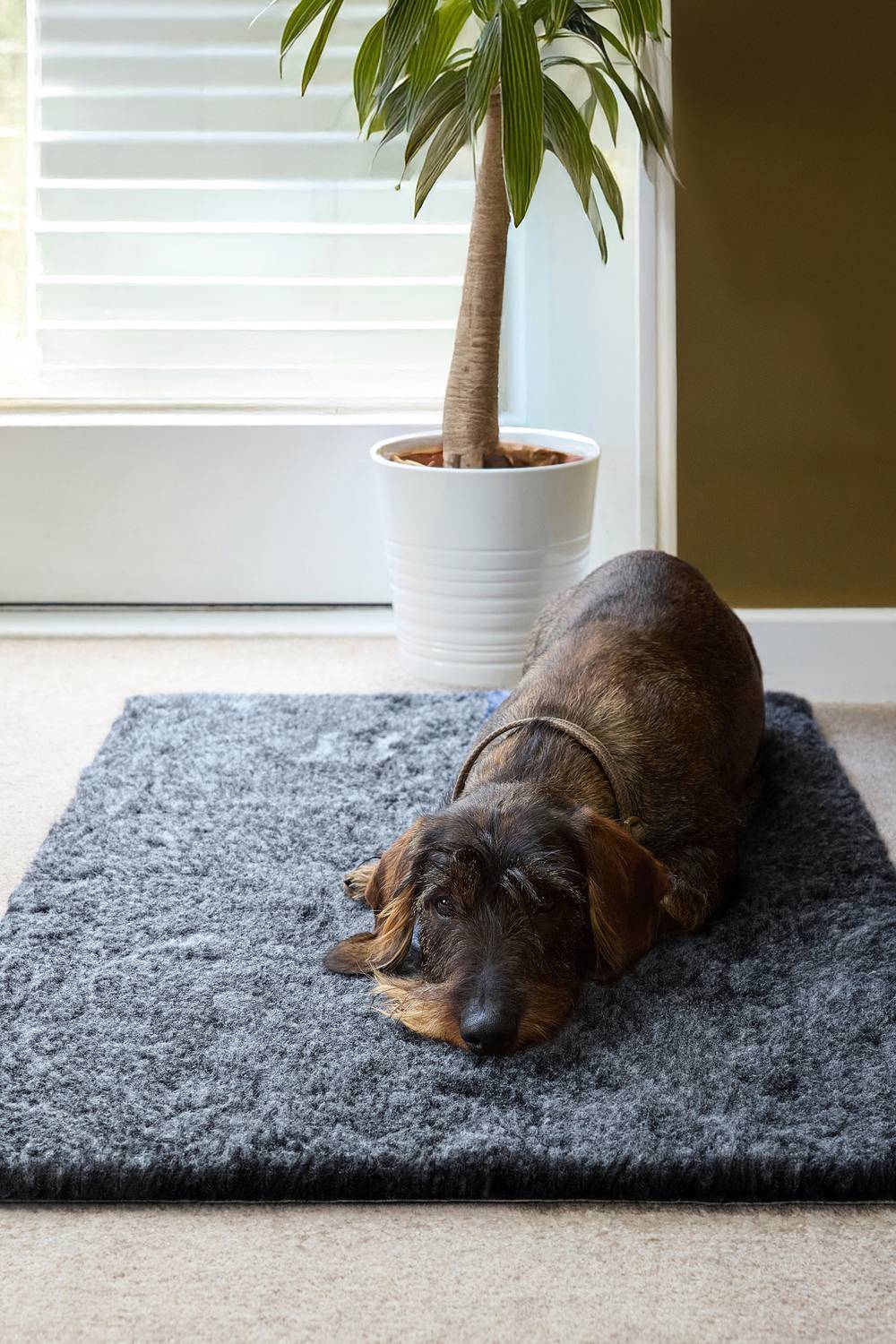 Slumberdown Paws for Slumber Vet Mat Large