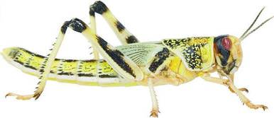 Live Locusts