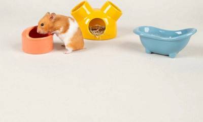 Scruffs Small Pet Colours Ceramic Set