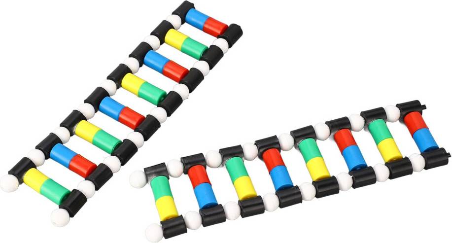 DNA Display Model Kit Double Structure Molecular