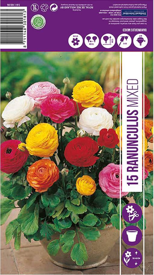 Blomfrö Ranunculus Patio Garden