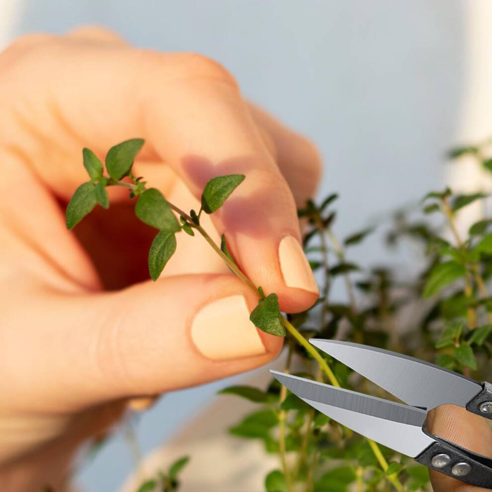 Bonsai Pruning Scissors 2Pcs