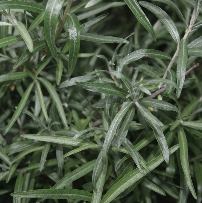 Hippophae Rhamnoides Pollmix Busk C2