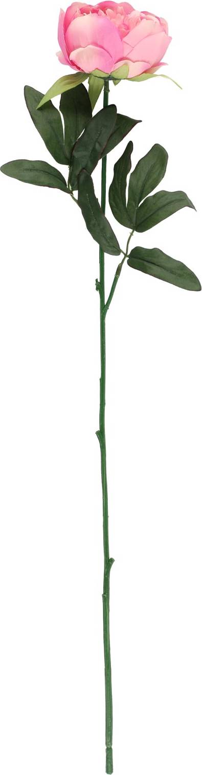 Snittblomma Pion Rosa