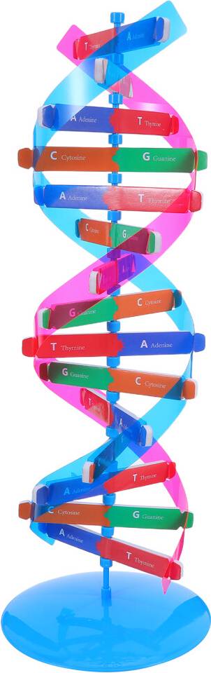 Dna kit Inoomp Double Helix Dna Model Buildable Molecular Kit