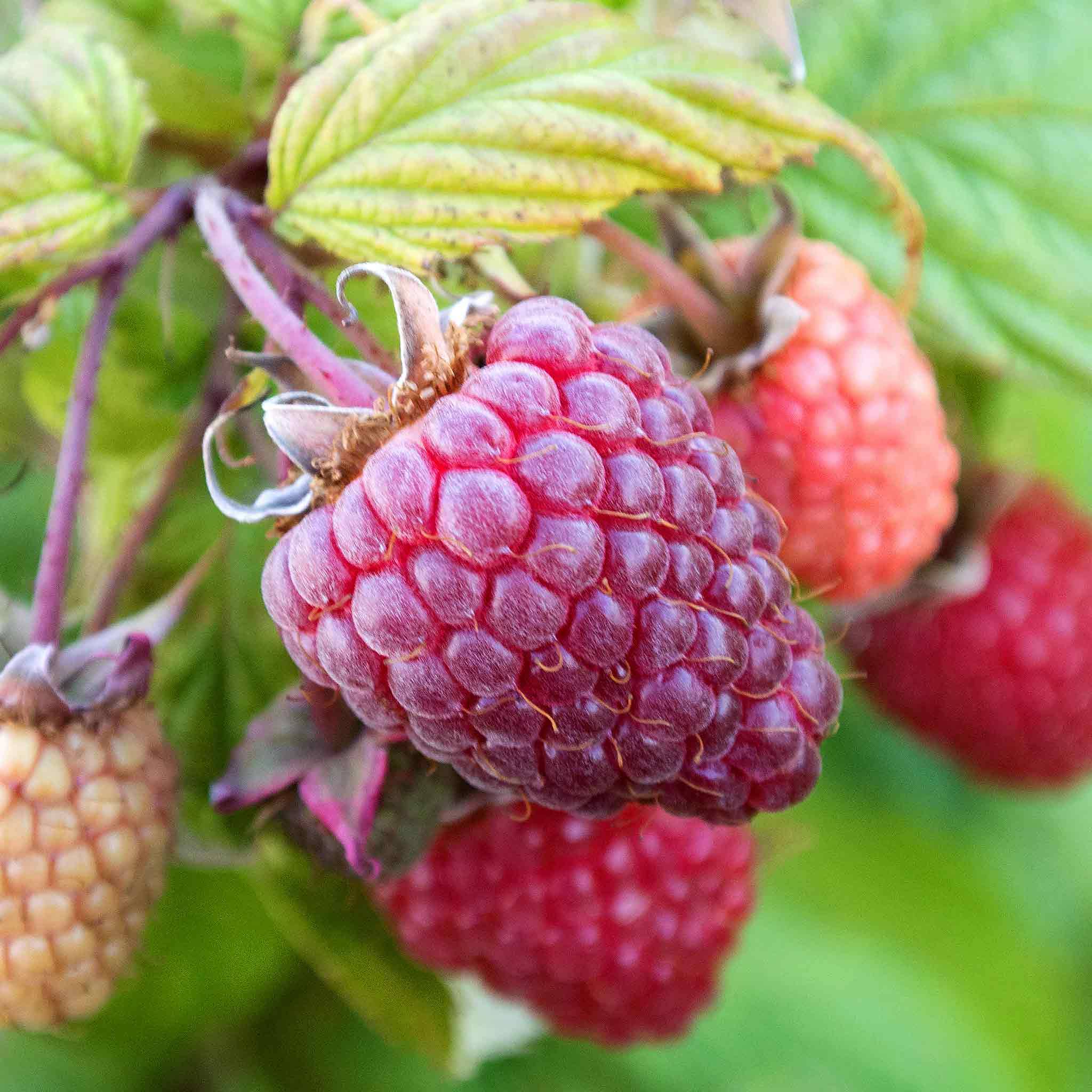 Raspberry 5 Marshalls Raspberry Polka 5 x Bare Roots