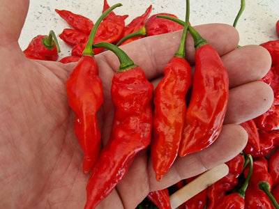 B&Q Rib Chilli Seeds 10 Fresh Seeds