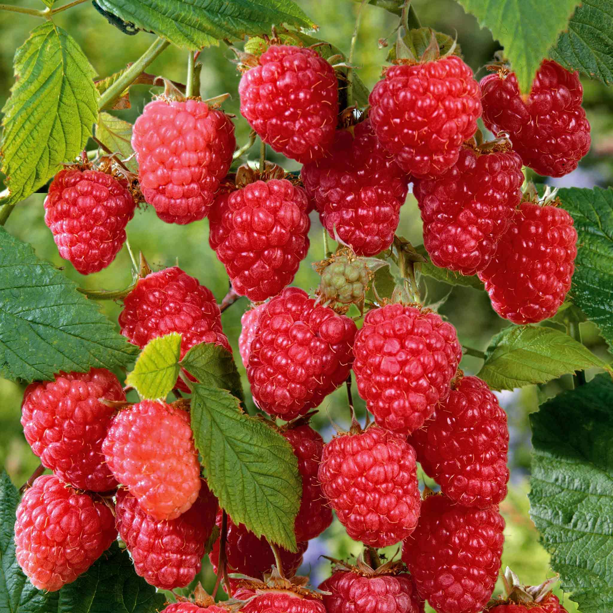 Raspberry 5 Marshalls Raspberry Cascade Delight 5 x Bare Roots