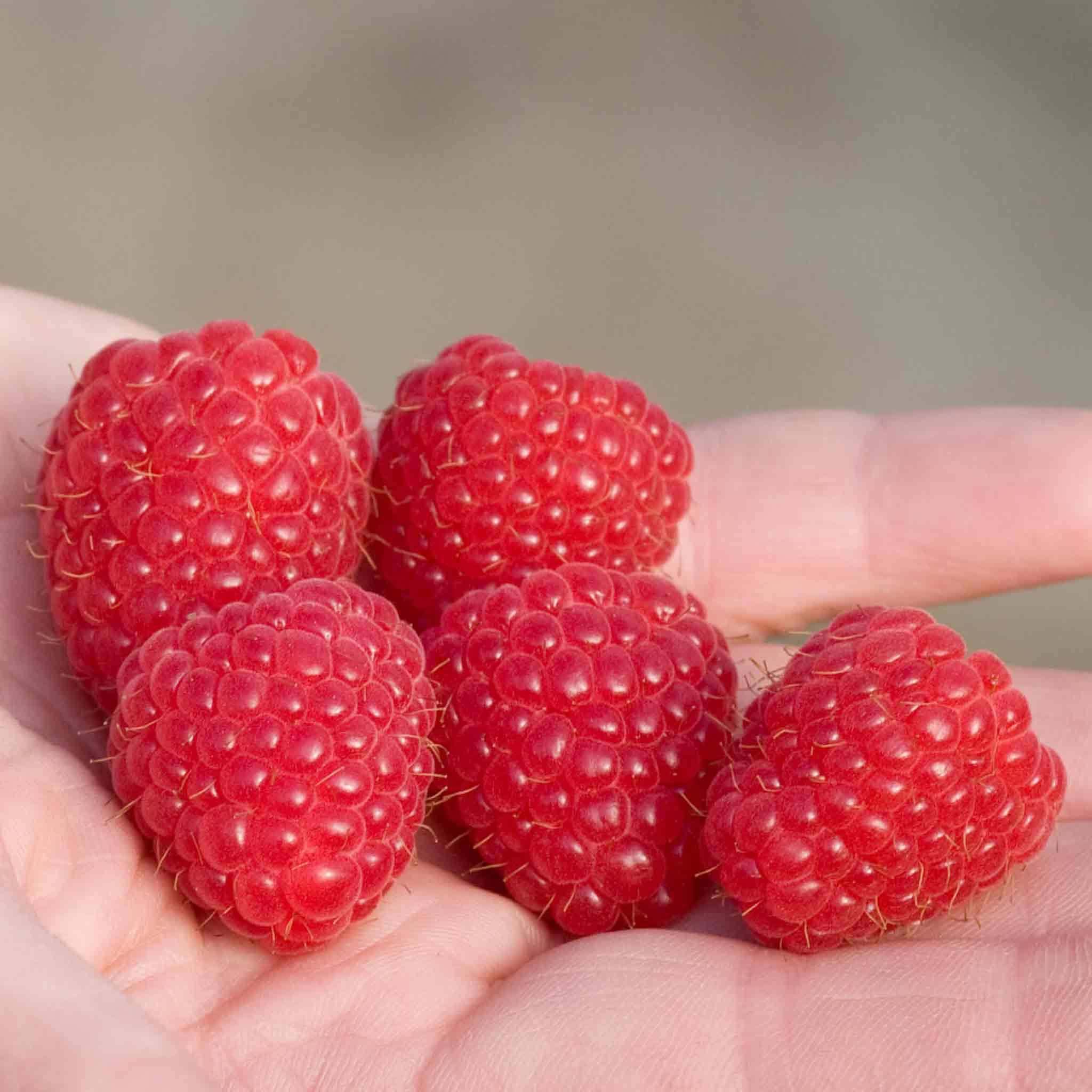 Raspberry 5 Marshalls Raspberry Imara 5 x Bare Root Canes