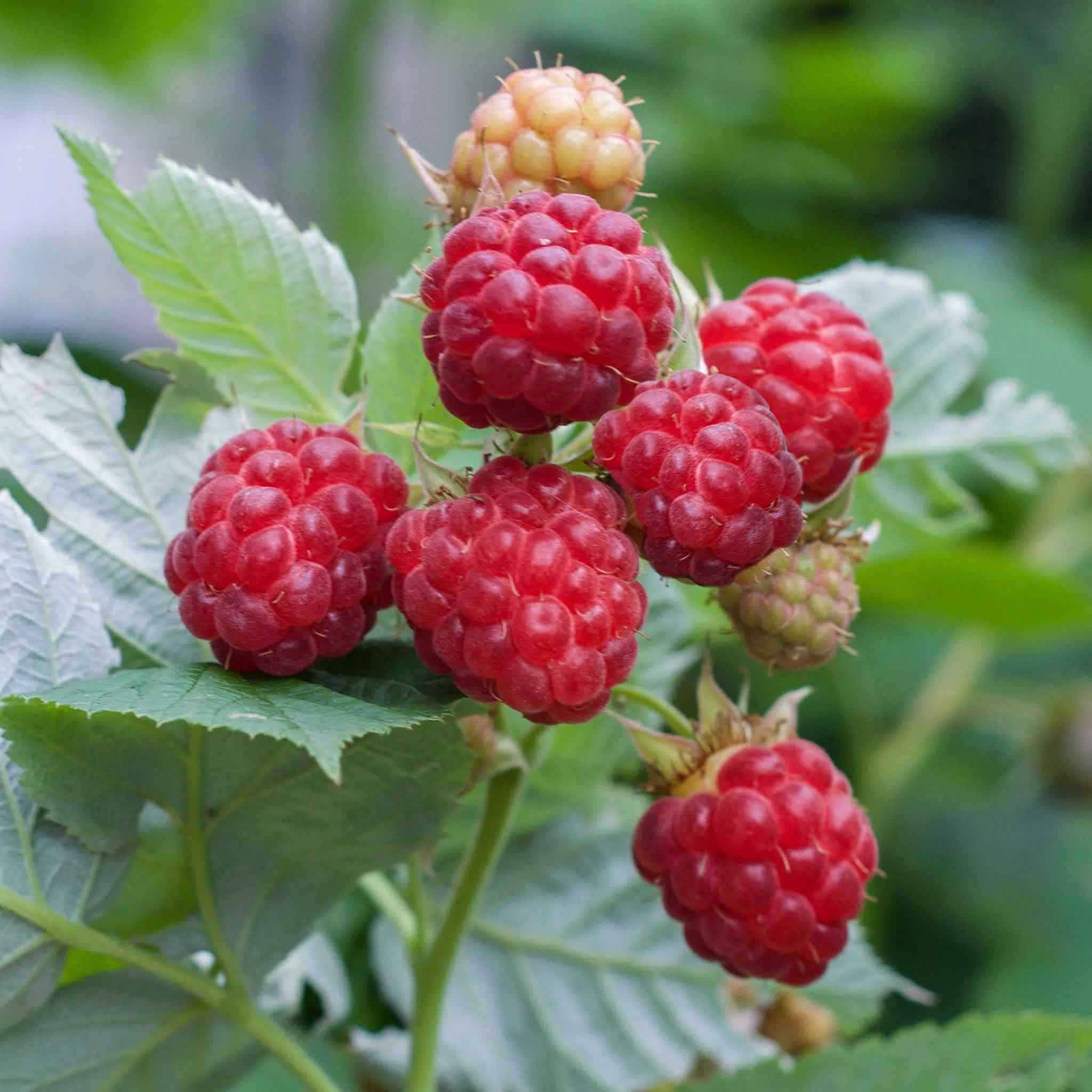 Raspberry 5 Marshalls Raspberry 'Glen Ample' - 5 x Bare Roots