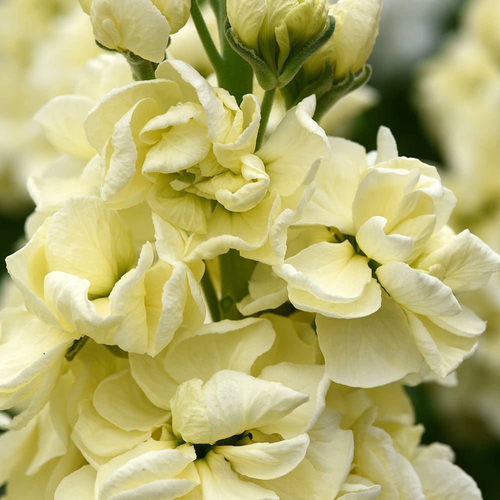 Vinterlövkoja Mathilda Yellow