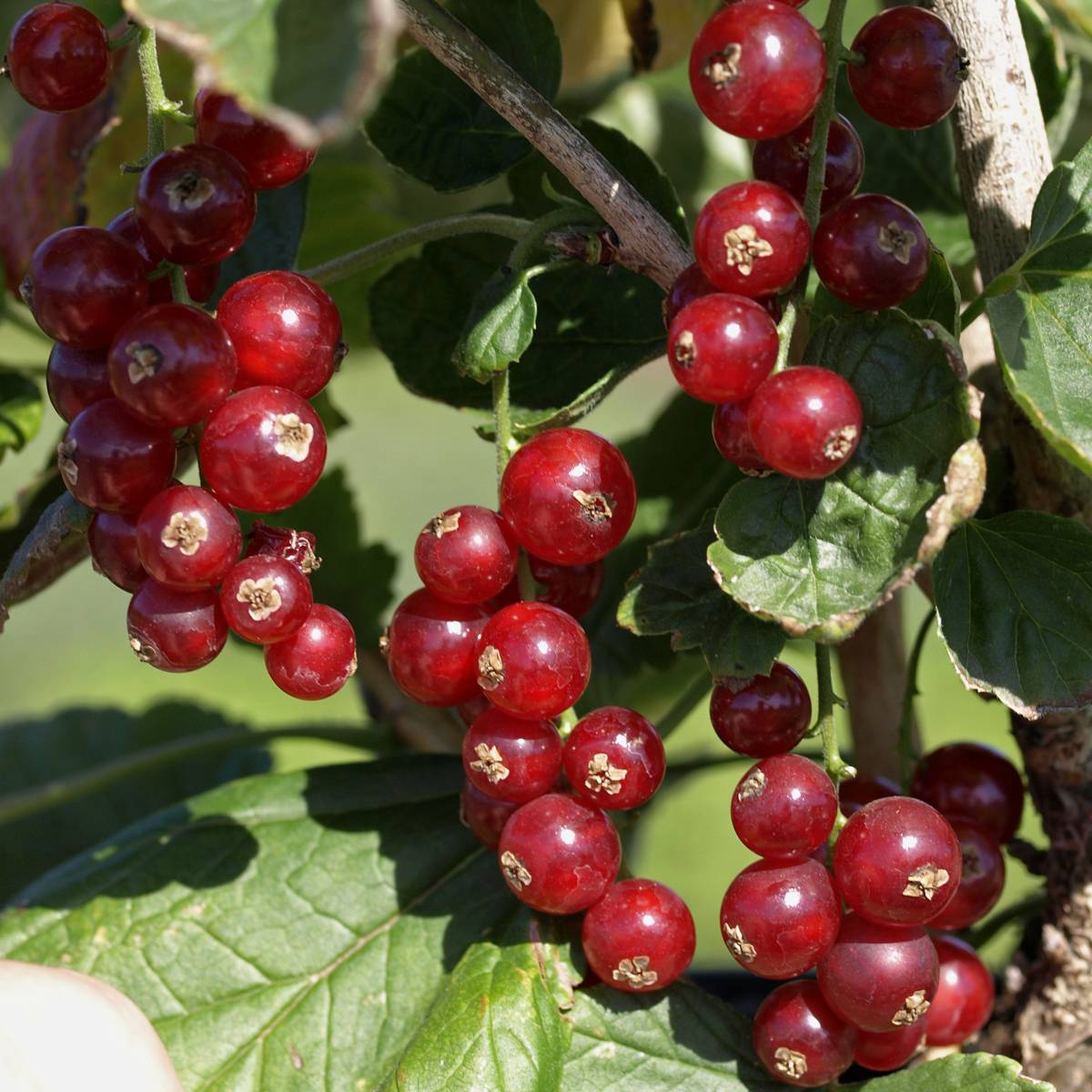 Röda Vinbär Ribes Rubrum Rovada Stam Co