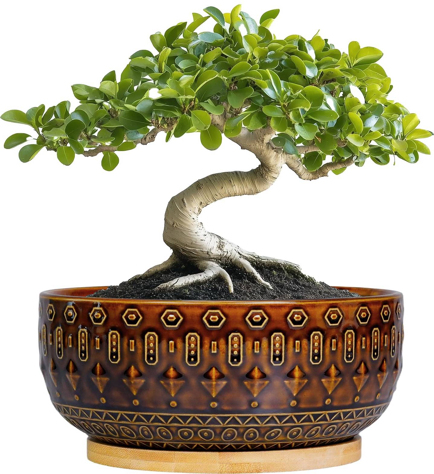 Bonsai Pot Eight Inch Ceramic Planter