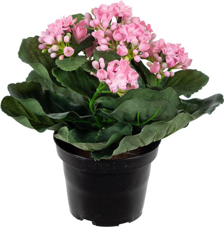 Kalanchoe Konstväxt Rosa