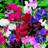 Suttons Sweet Pea Seeds - Spencer Special Mix 35 Seeds Pack