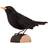 Wildlife Garden Deco Bird Common Blackbird Dekorationsfigur 10cm