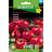 Hornum Organic Tomato Matina