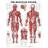 Muscular System Chart Laminated