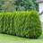 Thuja Occidentalis