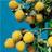 Rubus Idaea Golden Queen