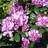 Rhododendron Catawbiense Grandiflorum