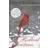 A Redbird Christmas (Paperback, 2005)