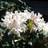 Rhododendron 'Cunninghams White'