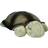 Cloud B Twilight Turtle Classic Natlampe