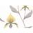 Cole & Son Tapete Orchid Yellow on White jaune