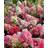 Havehortensia 'Vanille Fraise' - Busk Sommerblomst