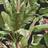 York Ashford Tropics (AT7071)