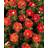 Potentilla Fruticosa Red Robin Potteplante
