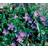 Vinca minor Sommerblomst