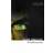 Frankenstein (Collins Classics) (Paperback, 2015)