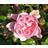 Garden Expert The Fairy 1 pack Sommerblomst