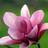 Magnolia 'Galaxy' Sommerblomst