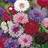 Suttons Cornflower Seeds - Polka Dot Mix 350 Seeds Pack